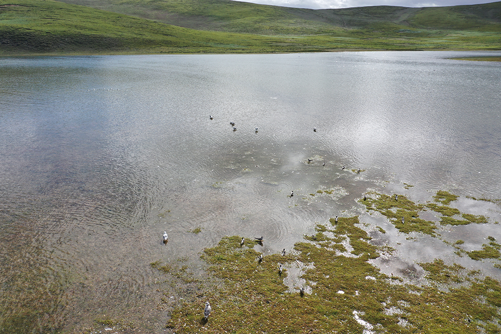 大自然的生態(tài)美學(xué)！黃河源園區(qū)哪一抹色彩最讓你心動(dòng)？