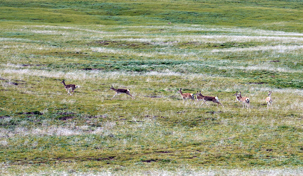 大自然的生態(tài)美學(xué)！黃河源園區(qū)哪一抹色彩最讓你心動(dòng)？