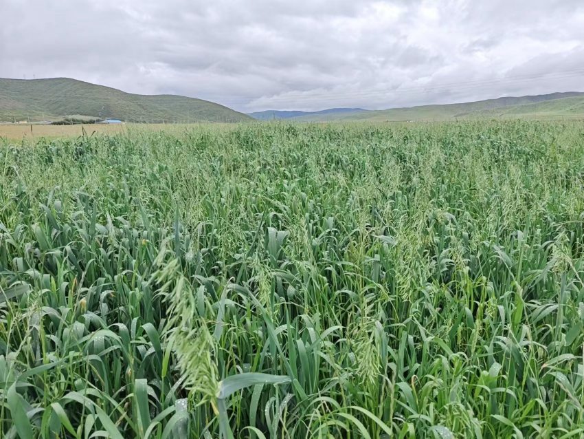 四川省阿壩州紅原縣草場(chǎng)。阿壩州紅原縣科學(xué)技術(shù)和農(nóng)業(yè)畜牧局供圖