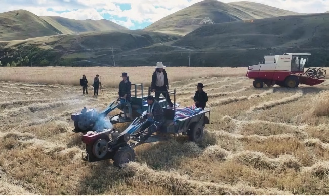 秋收現(xiàn)場(chǎng)。雅江縣委宣傳部供圖