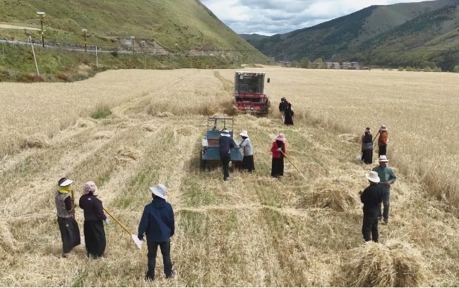 秋收現(xiàn)場(chǎng)。雅江縣委宣傳部供圖