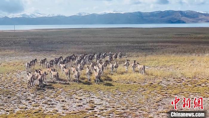 數百頭藏野驢在黃河源頭冬格措納湖畔漫步