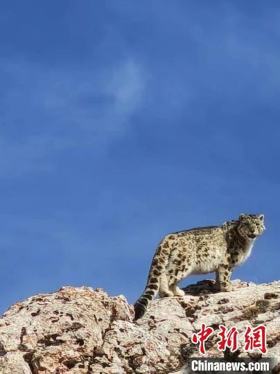 雪豹“巡山”！黃河源頭生態(tài)管護(hù)員近距離偶遇雪豹
