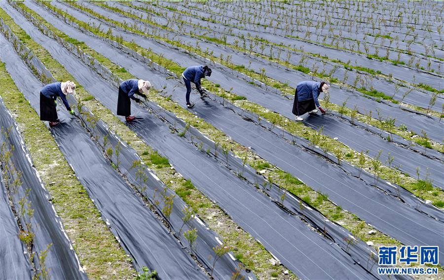 (社會)(1)高原藍莓栽種忙
