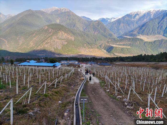 西藏林芝下察隅鎮(zhèn)的獼猴桃種植園?！〗w波 攝