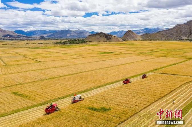 資料圖：西藏日喀則市江孜縣紫金鄉(xiāng)努堆村村民利用收割機收青稞。<a target='_blank' ><p  align=