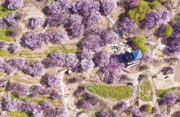 世外桃源！一組圖告訴你，西藏林芝桃花能有多美