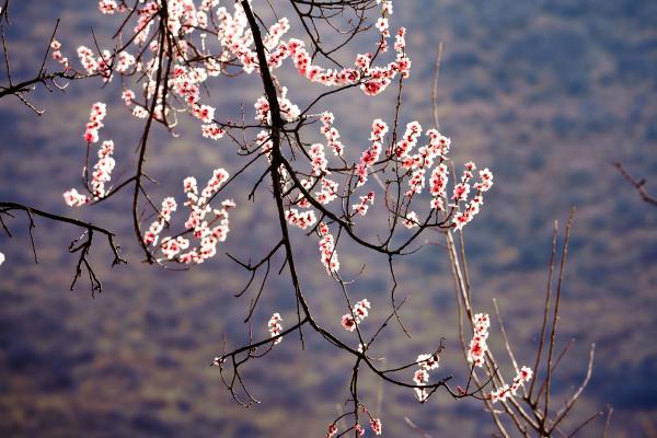 世外桃源！一組圖告訴你，西藏林芝桃花能有多美