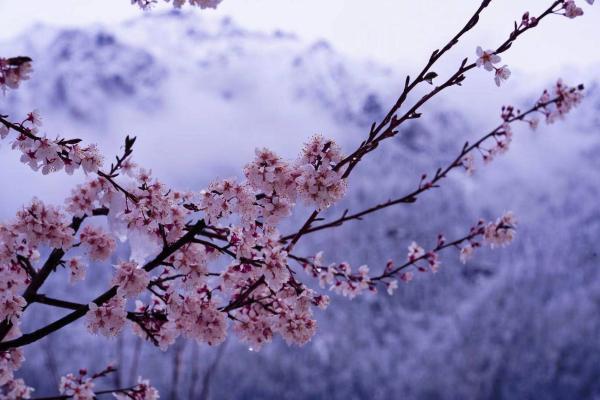世外桃源！一組圖告訴你，西藏林芝桃花能有多美
