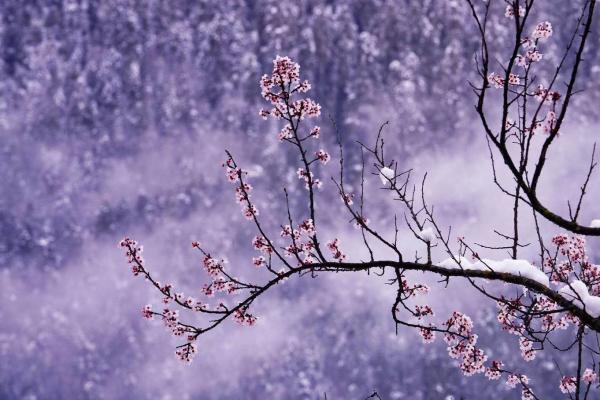 世外桃源！一組圖告訴你，西藏林芝桃花能有多美