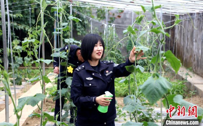 圖為李冬雪在溫室大棚里勞作?！∥鞑爻鋈刖尺叿罊z查總站供圖