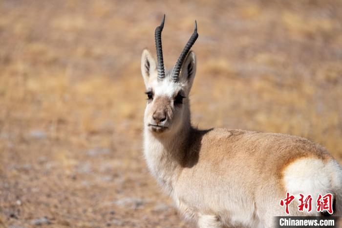 圖為西藏藏原羚，藏原羚是青藏高原特有種，也被稱為西藏黃羊?！〗w波 攝