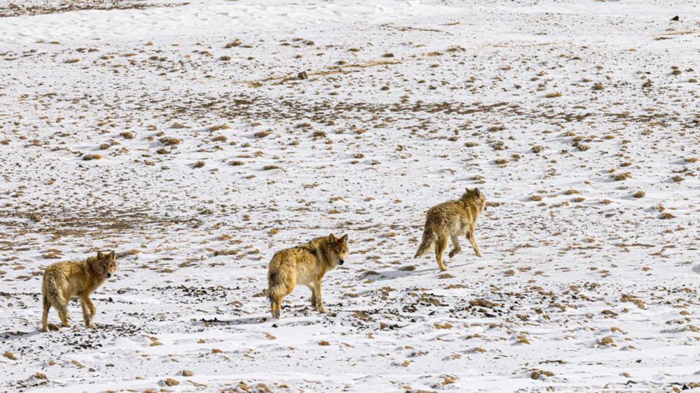 狼。金阿次仁攝