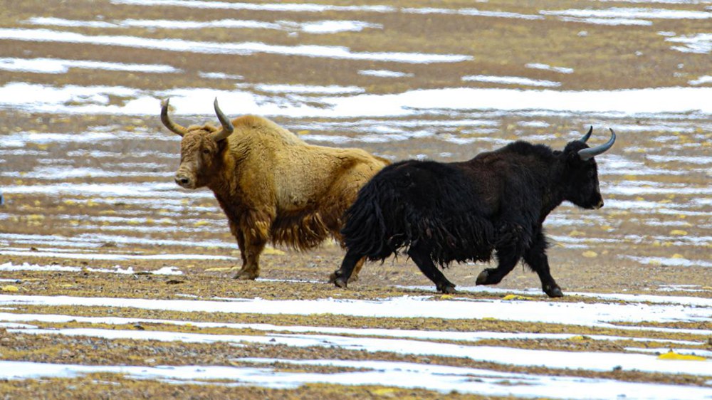 野牦牛。金阿次仁攝