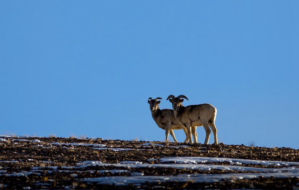 盤羊。金阿次仁攝
