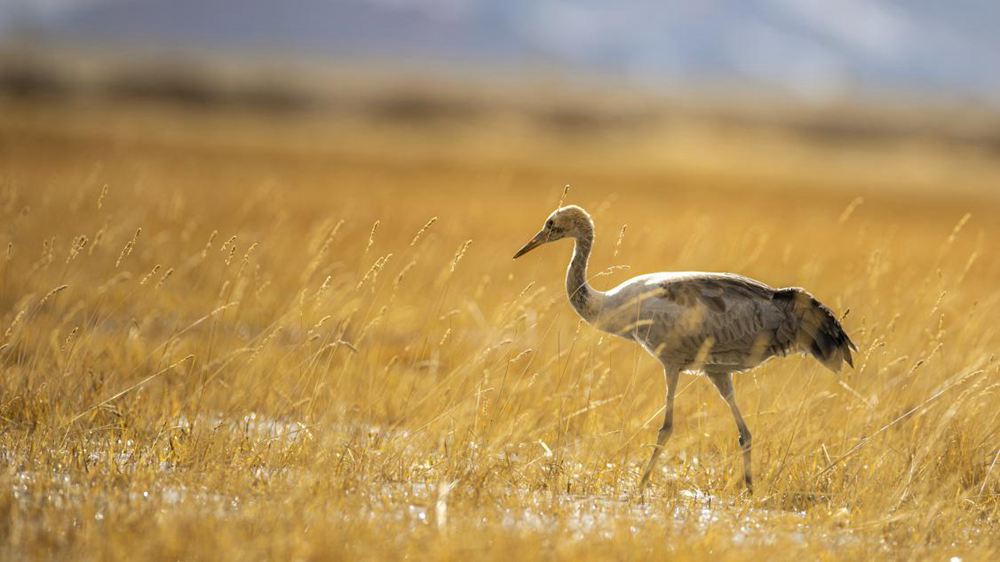 黑頸鶴幼鳥。金阿次仁攝