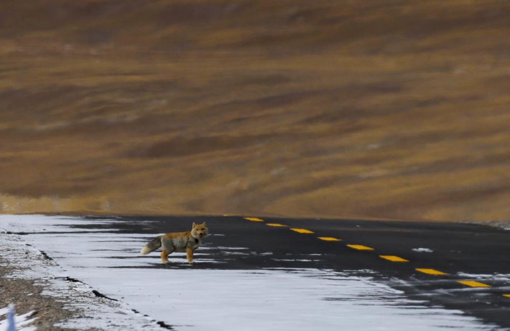 藏狐。金阿次仁攝