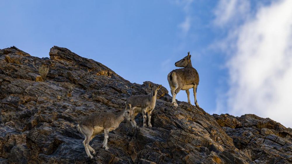 巖羊。金阿次仁攝
