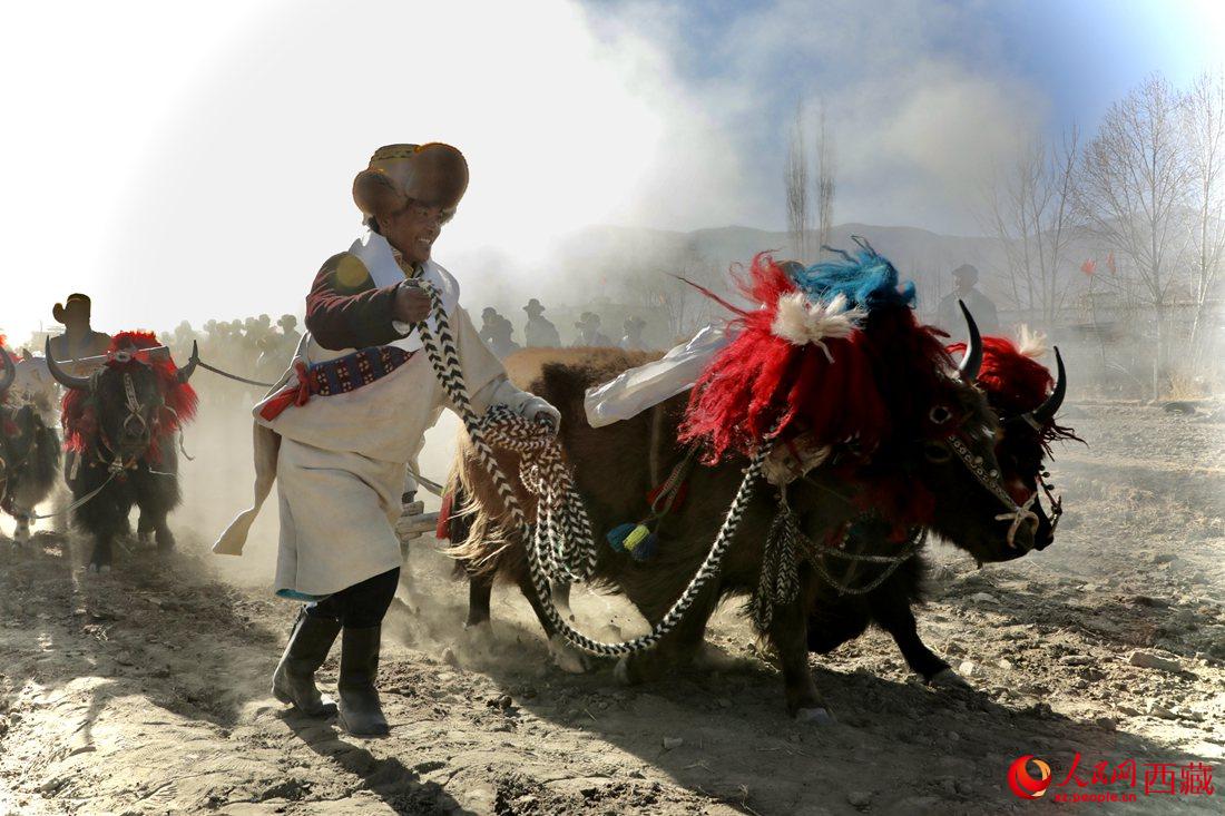 山南市扎囊縣扎其鄉(xiāng)孟卡榮村迎來春耕第一犁。人民網 次仁羅布攝