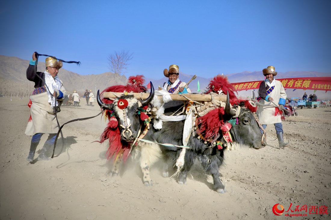 在過去漫長的歲月里，牦牛是農耕的主力，“二牛抬杠”代表了一個時代。人民網 次仁羅布攝