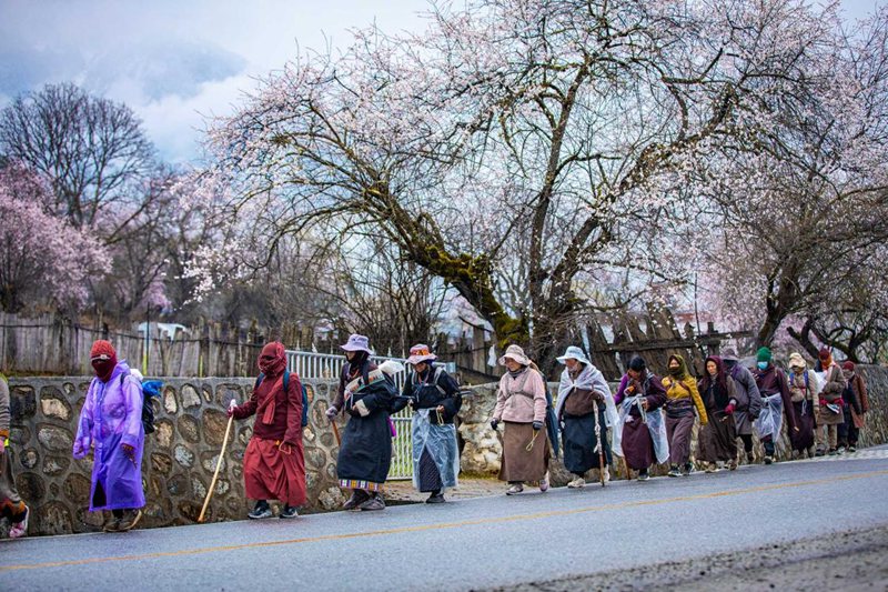 下雨了，漫步在桃花下的村民。張靜攝