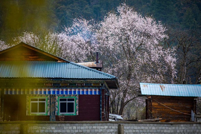 桃花掩映下的村莊。張靜攝