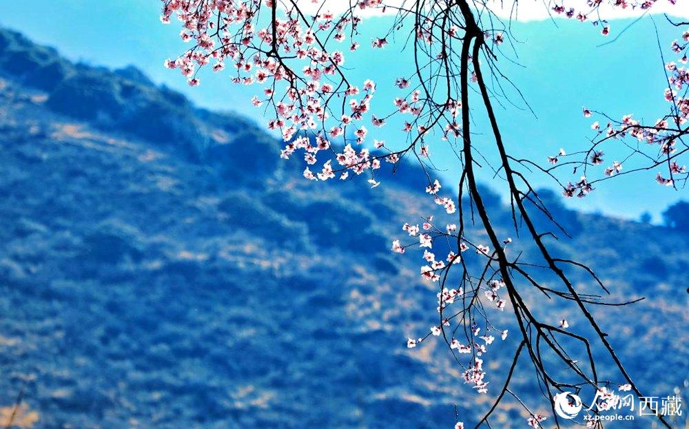 清麗的桃花。人民網(wǎng) 李海霞攝