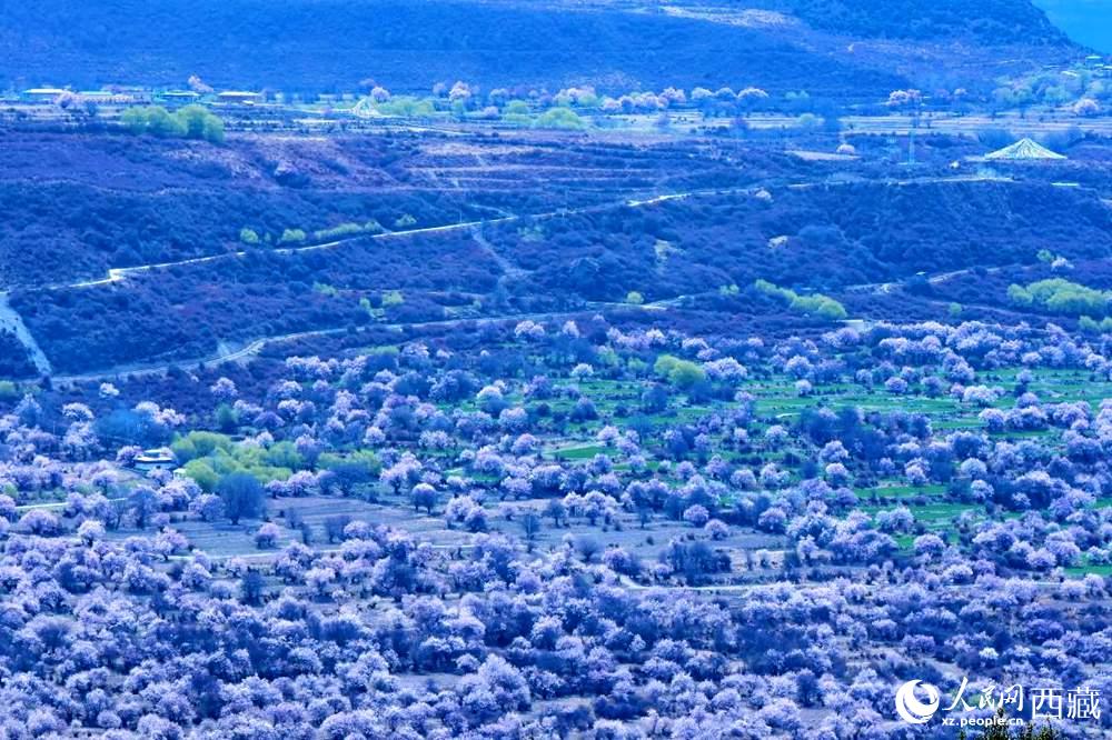 遠眺“桃花村”。人民網(wǎng) 李海霞攝