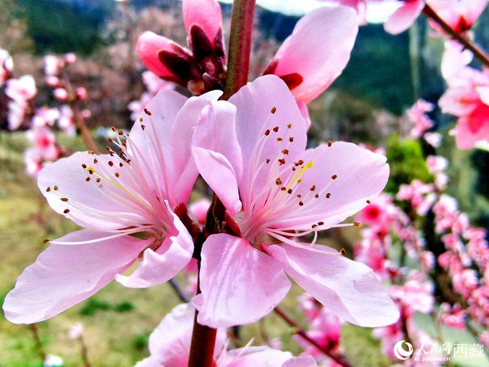 林芝桃花開。人民網(wǎng) 李海霞攝