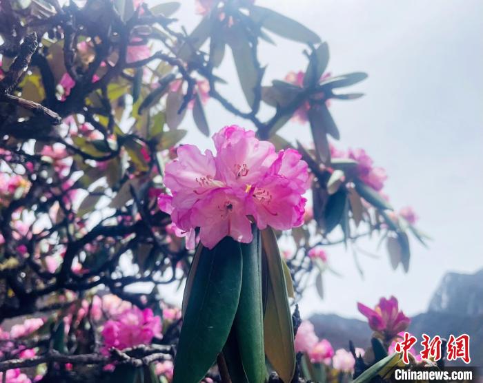 近日，西藏自治區(qū)山南市加查縣索囊溝的杜鵑花競(jìng)相綻放?！∪轿木?攝