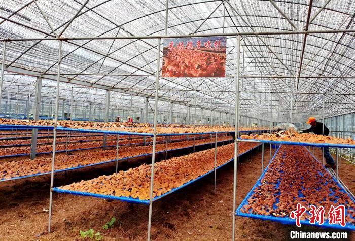 圖為紅太陽科技示范家庭農(nóng)場采收的靈芝?！∑酱胪喙﹫D