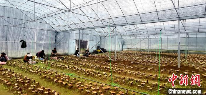 圖為紅太陽科技示范家庭農(nóng)場組織民眾采收靈芝?！∑酱胪喙﹫D