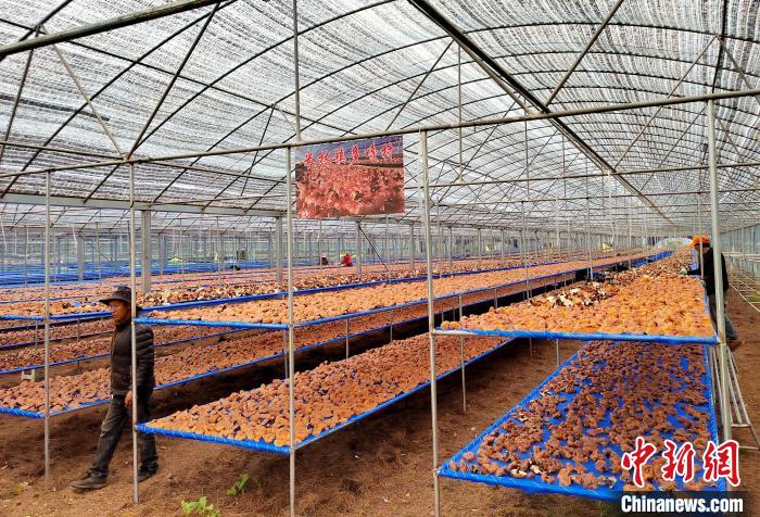 圖為紅太陽科技示范家庭農(nóng)場采收的靈芝?！∑酱胪喙﹫D