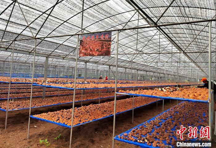 圖為紅太陽科技示范家庭農(nóng)場采收的靈芝?！∑酱胪喙﹫D