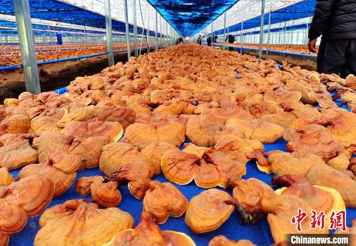 圖為紅太陽科技示范家庭農(nóng)場采收的靈芝?！∑酱胪喙﹫D