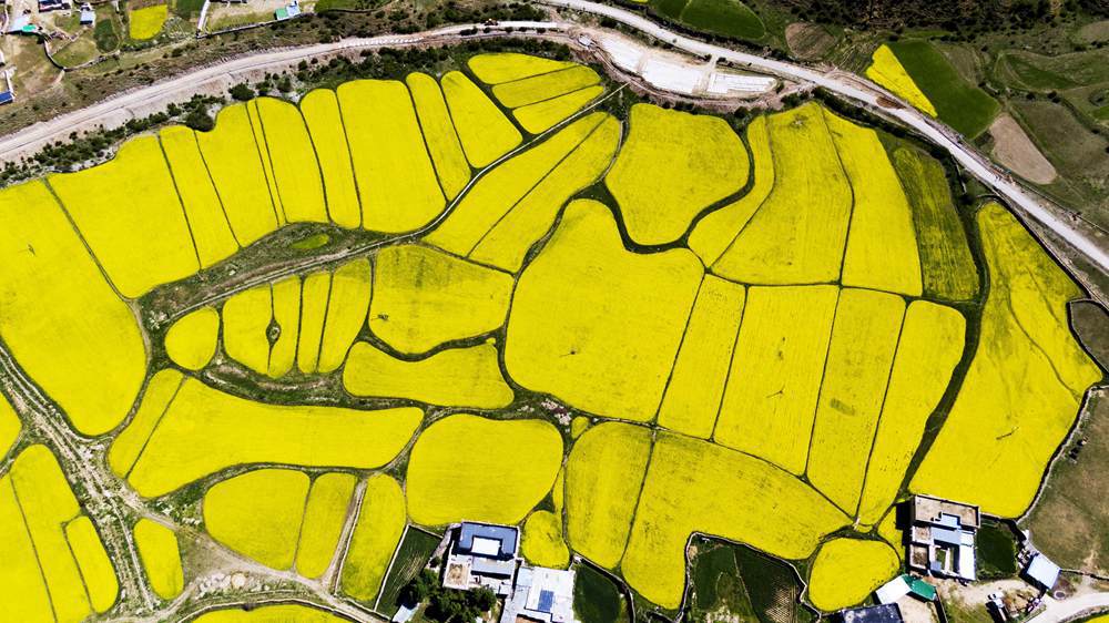 西藏墨竹工卡縣油菜農(nóng)田。