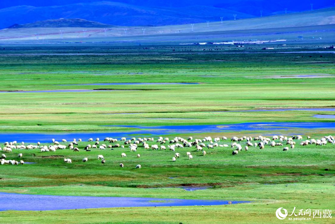 水草豐美的草原，牛羊悠閑覓食。人民網(wǎng) 李海霞攝