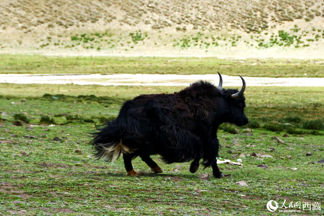 牦牛在草原撒歡兒。人民網(wǎng) 李海霞攝