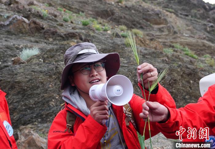 青藏科考：青稞如何走上青藏高原？