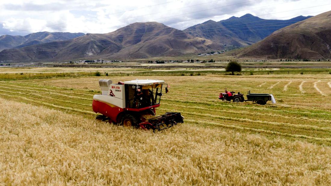 抗疫情、保秋收。洛克攝