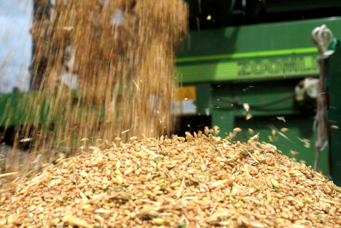 承載著希望的青稞，顆粒歸倉。洛克攝
