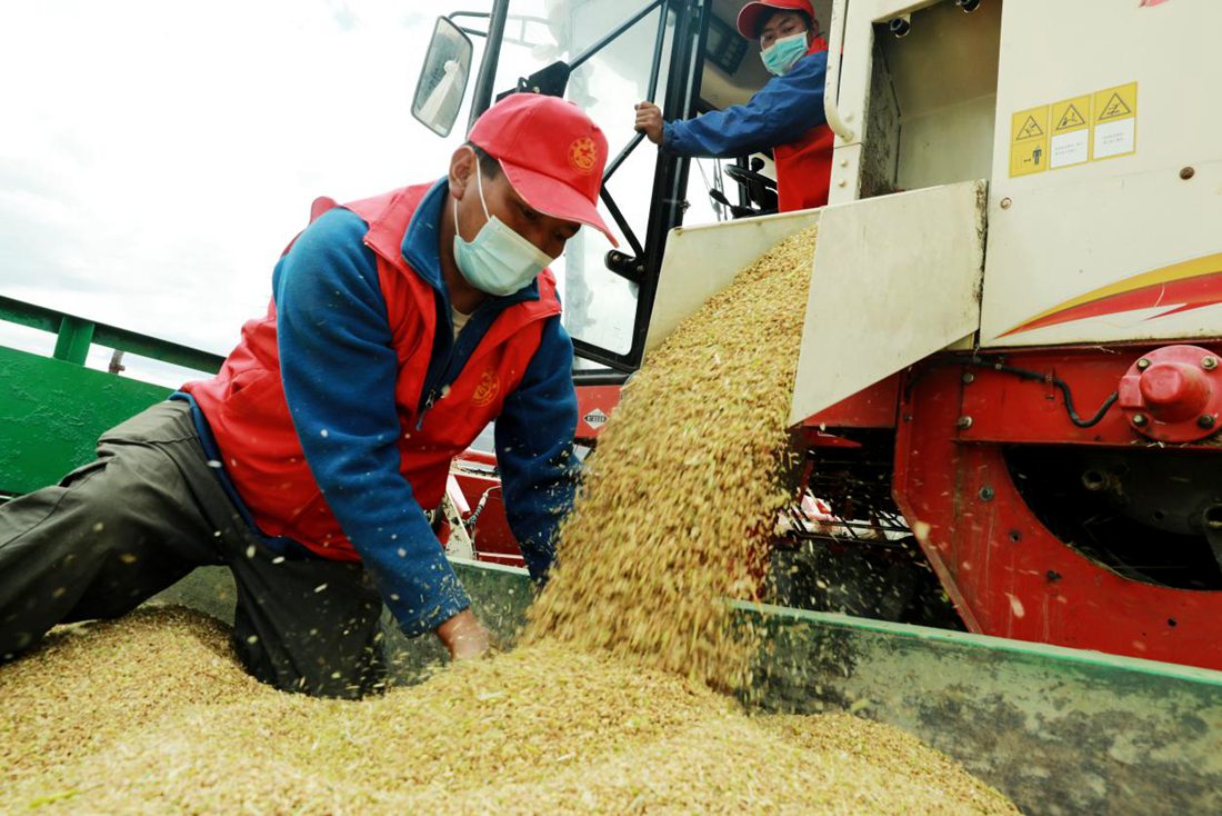 疫情之下，志愿者是田間最美的風景。洛克攝