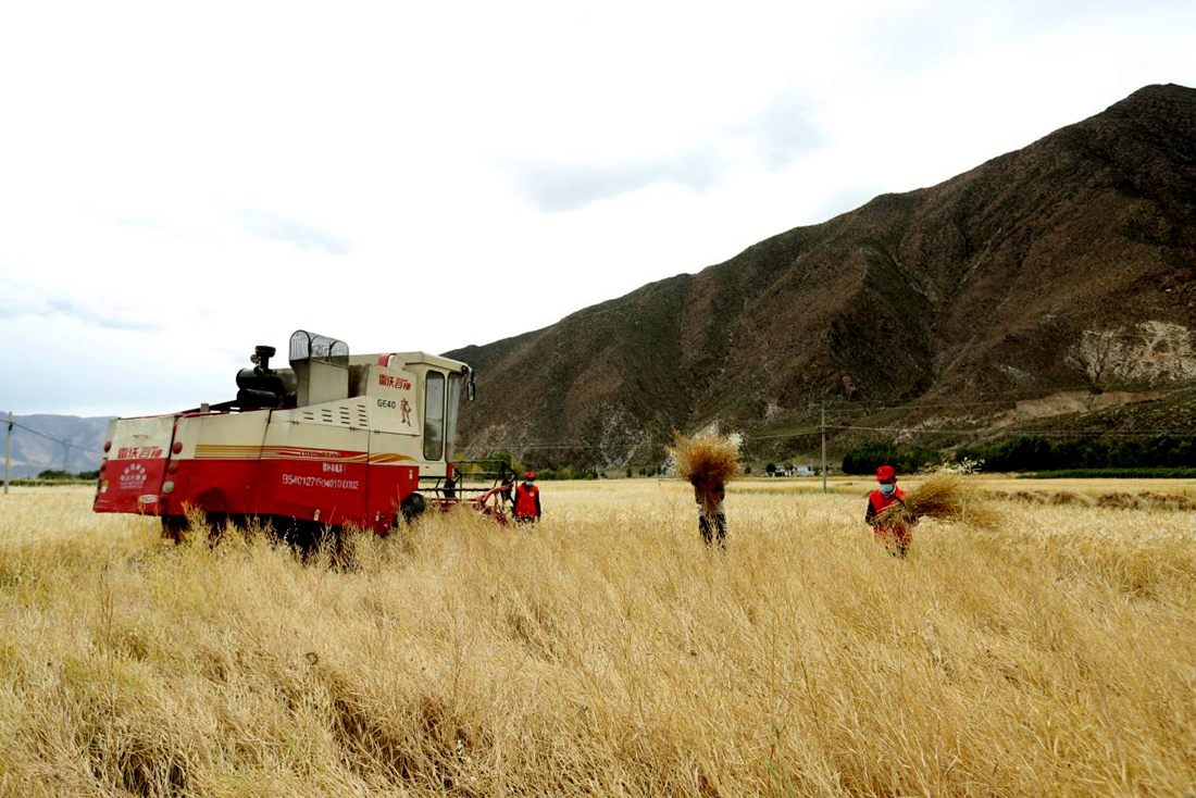 希望的田野。洛克攝