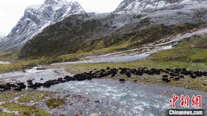 圖為轉(zhuǎn)場(chǎng)中的牦牛?！÷蹇?攝