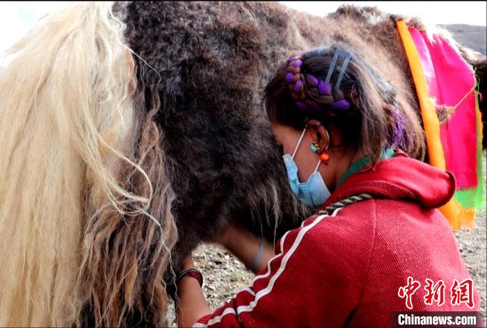 圖為牧民正在擠奶?！∪湛t文聯(lián)供圖