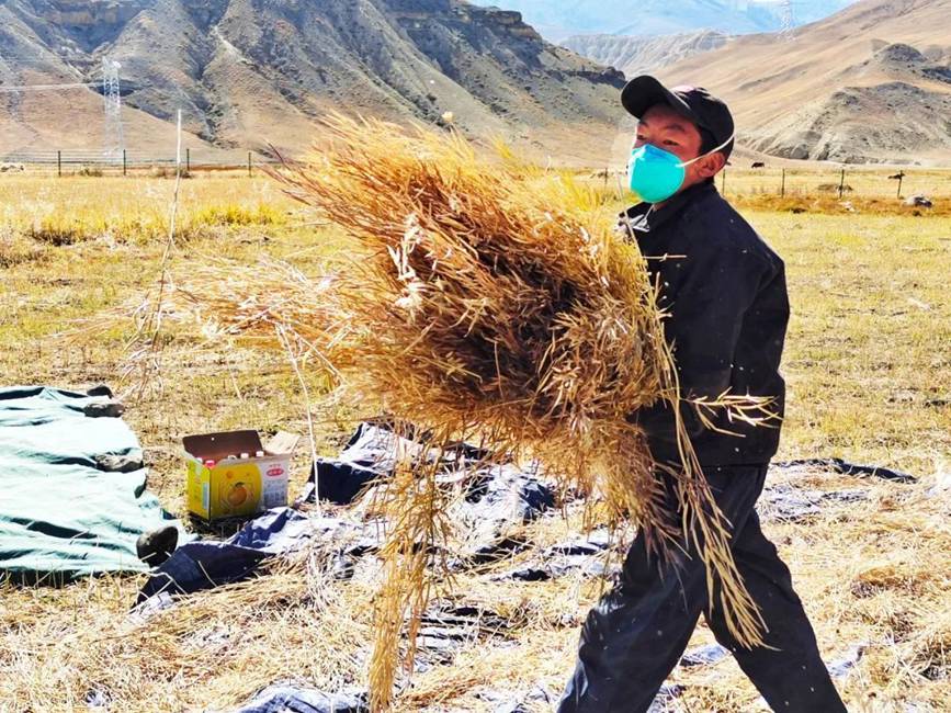 西藏吉隆：帶你沉浸式體驗秋收打場【2】