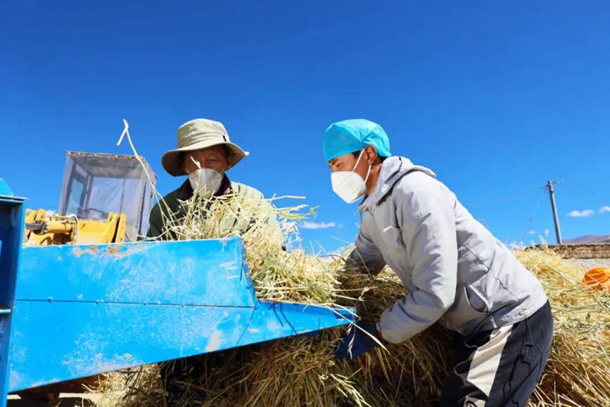 西藏吉?。簬愠两襟w驗秋收打場【4】