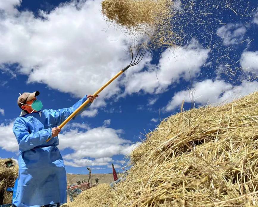 西藏吉?。簬愠两襟w驗秋收打場【6】