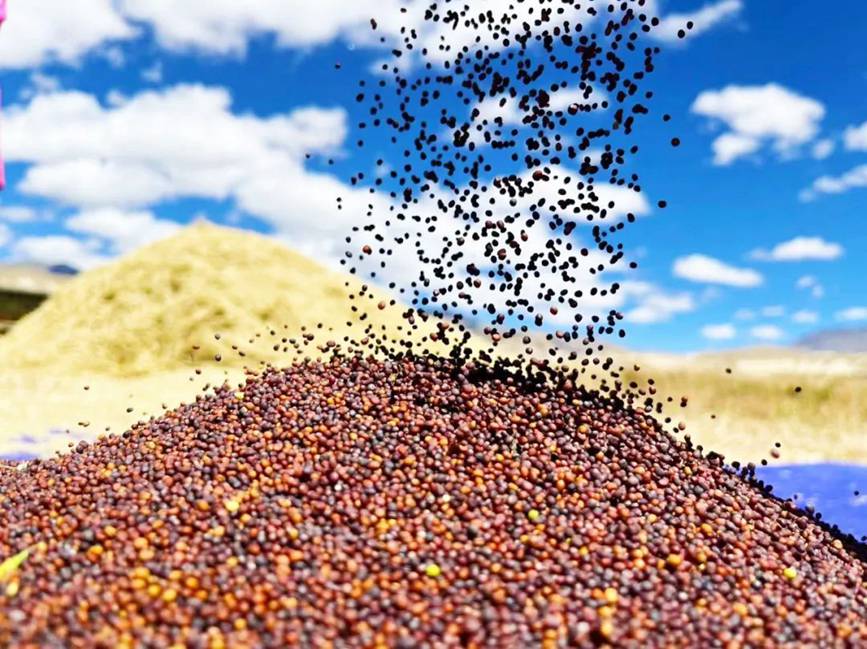 西藏吉?。簬愠两襟w驗秋收打場【13】