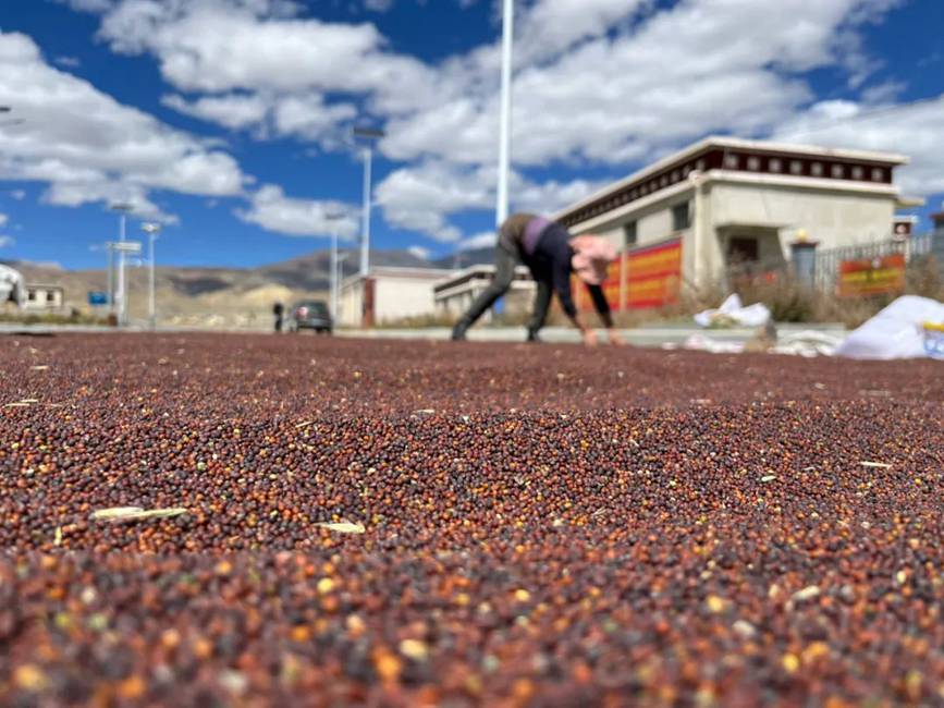 西藏吉?。簬愠两襟w驗秋收打場【15】